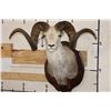 Image 1 : Massive STONE SHEEP Shoulder Mount with modified (lengthened) Horns on a Wood Plaque