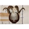 Image 3 : Massive STONE SHEEP Shoulder Mount with modified (lengthened) Horns on a Wood Plaque