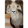 Image 7 : Massive STONE SHEEP Shoulder Mount with modified (lengthened) Horns on a Wood Plaque