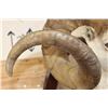 Image 8 : Massive STONE SHEEP Shoulder Mount with modified (lengthened) Horns on a Wood Plaque