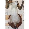 Image 9 : Massive STONE SHEEP Shoulder Mount with modified (lengthened) Horns on a Wood Plaque