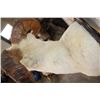 Image 10 : Large DALL SHEEP Ram Shoulder Mount with Real Horns and Reproduction Horn Tips on a Wood Plaque