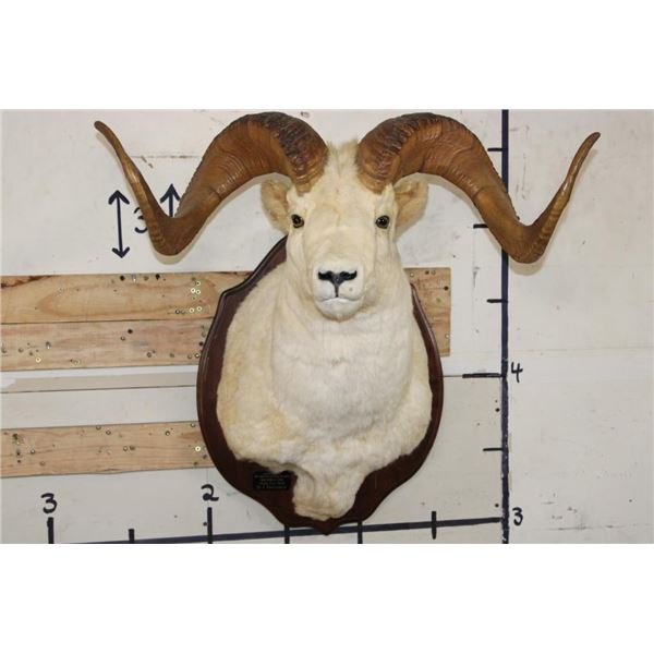 Large DALL SHEEP Ram Shoulder Mount with Real Horns and Reproduction Horn Tips on a Wood Plaque