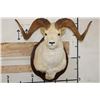 Image 1 : Large DALL SHEEP Ram Shoulder Mount with Real Horns and Reproduction Horn Tips on a Wood Plaque