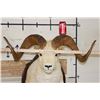 Image 2 : Large DALL SHEEP Ram Shoulder Mount with Real Horns and Reproduction Horn Tips on a Wood Plaque