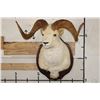Image 3 : Large DALL SHEEP Ram Shoulder Mount with Real Horns and Reproduction Horn Tips on a Wood Plaque