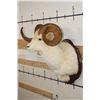 Image 4 : Large DALL SHEEP Ram Shoulder Mount with Real Horns and Reproduction Horn Tips on a Wood Plaque