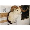 Image 5 : Large DALL SHEEP Ram Shoulder Mount with Real Horns and Reproduction Horn Tips on a Wood Plaque
