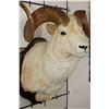 Image 6 : Large DALL SHEEP Ram Shoulder Mount with Real Horns and Reproduction Horn Tips on a Wood Plaque