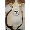 Image 7 : Large DALL SHEEP Ram Shoulder Mount with Real Horns and Reproduction Horn Tips on a Wood Plaque