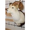 Image 8 : Large DALL SHEEP Ram Shoulder Mount with Real Horns and Reproduction Horn Tips on a Wood Plaque