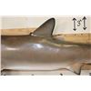 Image 10 : XL Reproduction BLACKTIP SHARK with Real Jaws and Teeth!