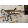 Image 2 : XL Reproduction BLACKTIP SHARK with Real Jaws and Teeth!