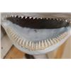 Image 5 : XL Reproduction BLACKTIP SHARK with Real Jaws and Teeth!