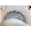 Image 6 : XL Reproduction BLACKTIP SHARK with Real Jaws and Teeth!
