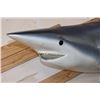Image 10 : Big Reproduction Half Body LONGFIN MAKO SHARK with Real Jaws and Teeth