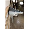 Image 12 : Big Reproduction Half Body LONGFIN MAKO SHARK with Real Jaws and Teeth