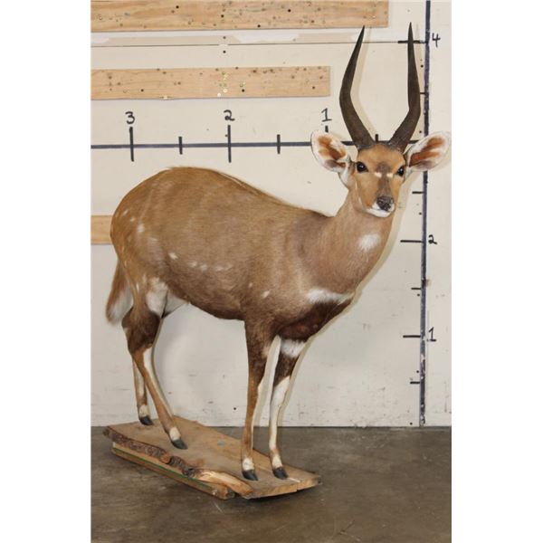 Life-sized CAPE BUSHBUCK with XL Horns