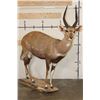 Image 1 : Life-sized CAPE BUSHBUCK with XL Horns
