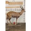 Image 2 : Life-sized CAPE BUSHBUCK with XL Horns