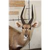 Image 3 : Life-sized CAPE BUSHBUCK with XL Horns