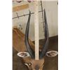 Image 4 : Life-sized CAPE BUSHBUCK with XL Horns