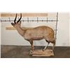 Image 6 : Life-sized CAPE BUSHBUCK with XL Horns