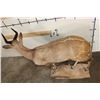 Image 8 : Life-sized CAPE BUSHBUCK with XL Horns
