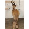 Image 9 : Life-sized CAPE BUSHBUCK with XL Horns