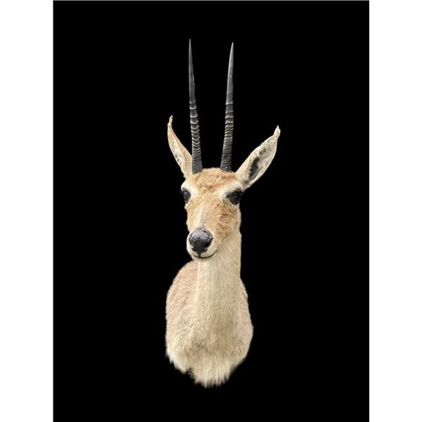 *Trophy Size* GREY or VAAL RHEBOK Shoulder Mount
