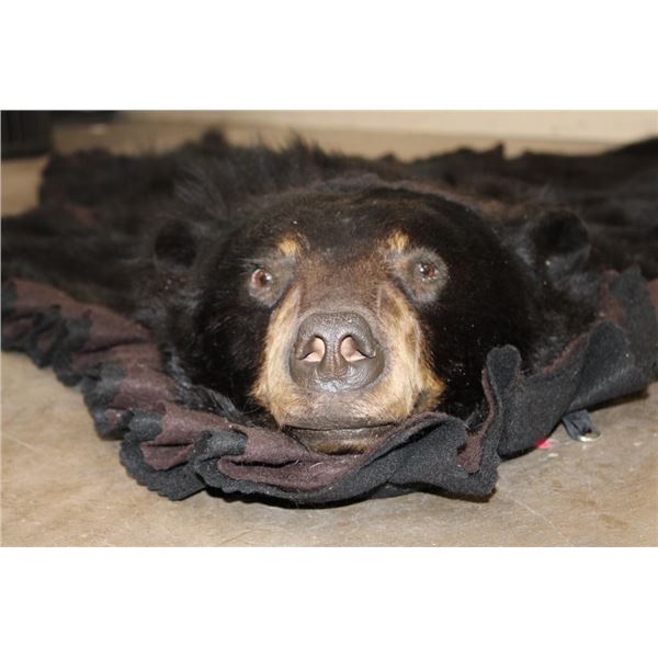 Double Felted BLACK BEAR Rug with its Mounted Head and All its Claws