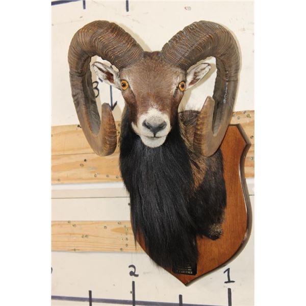 Big MOUFLON with Modified Horns modeled after Ram taken at the Real Ranch in Utopia, Texas