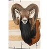 Image 1 : Big MOUFLON with Modified Horns modeled after Ram taken at the Real Ranch in Utopia, Texas