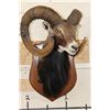 Image 2 : Big MOUFLON with Modified Horns modeled after Ram taken at the Real Ranch in Utopia, Texas
