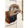 Image 3 : Big MOUFLON with Modified Horns modeled after Ram taken at the Real Ranch in Utopia, Texas