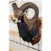 Image 4 : Big MOUFLON with Modified Horns modeled after Ram taken at the Real Ranch in Utopia, Texas