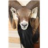 Image 5 : Big MOUFLON with Modified Horns modeled after Ram taken at the Real Ranch in Utopia, Texas