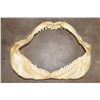 Image 10 : *Rarely Seen* TIGER SHARK Jaw with Razor Sharp Serrated Teeth