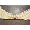 Image 11 : *Rarely Seen* TIGER SHARK Jaw with Razor Sharp Serrated Teeth
