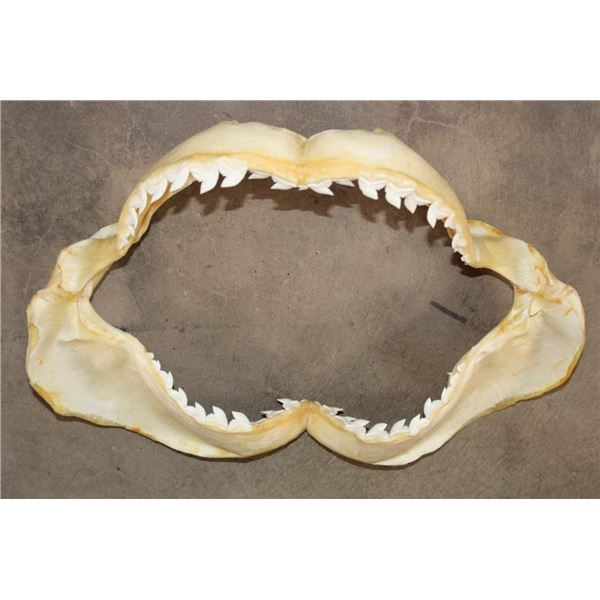 *Rarely Seen* TIGER SHARK Jaw with Razor Sharp Serrated Teeth