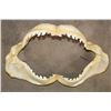 Image 1 : *Rarely Seen* TIGER SHARK Jaw with Razor Sharp Serrated Teeth