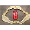 Image 2 : *Rarely Seen* TIGER SHARK Jaw with Razor Sharp Serrated Teeth