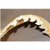 Image 8 : *Rarely Seen* TIGER SHARK Jaw with Razor Sharp Serrated Teeth