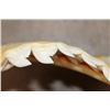 Image 9 : *Rarely Seen* TIGER SHARK Jaw with Razor Sharp Serrated Teeth
