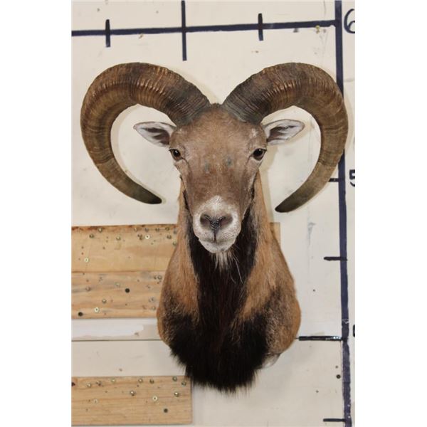 MOUFLON Shoulder Mount