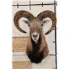 Image 1 : MOUFLON Shoulder Mount
