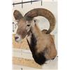 Image 2 : MOUFLON Shoulder Mount