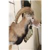 Image 4 : MOUFLON Shoulder Mount
