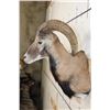 Image 5 : MOUFLON Shoulder Mount