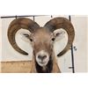 Image 6 : MOUFLON Shoulder Mount